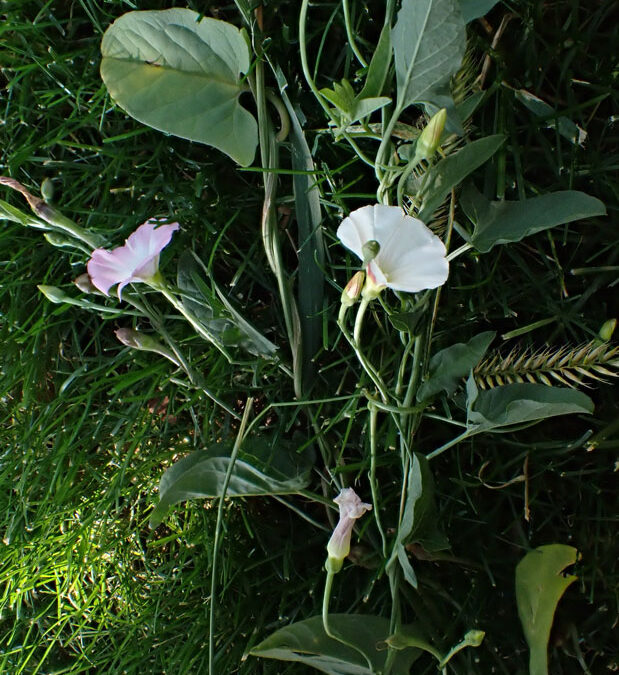 Bindweed (Convulvus arvensis)