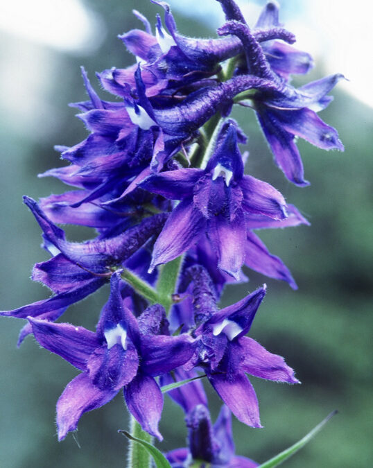 Subalpine Larkspur (Delphinium barbeyi)