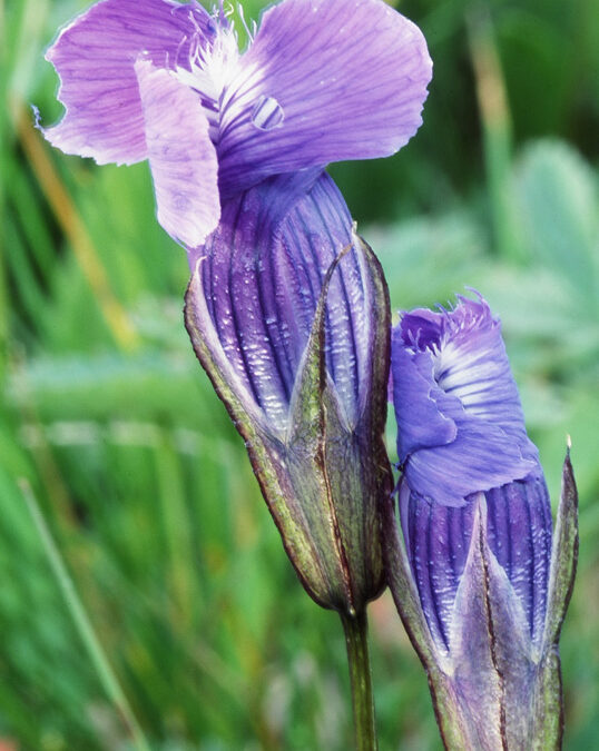 Rocky Mountain Fringed Gentian (Gentianopsis detonsa)