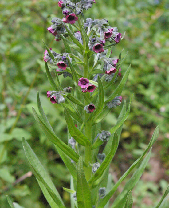 Houndstongue (Cynoglossum officinale)