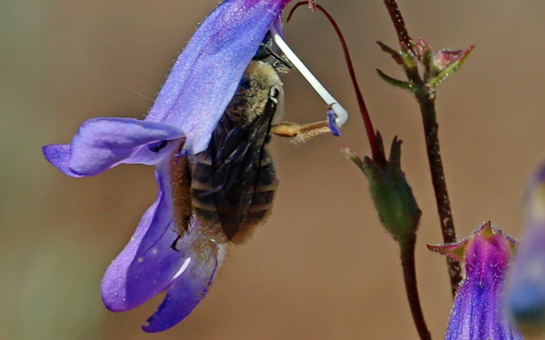 native bee on blue flower