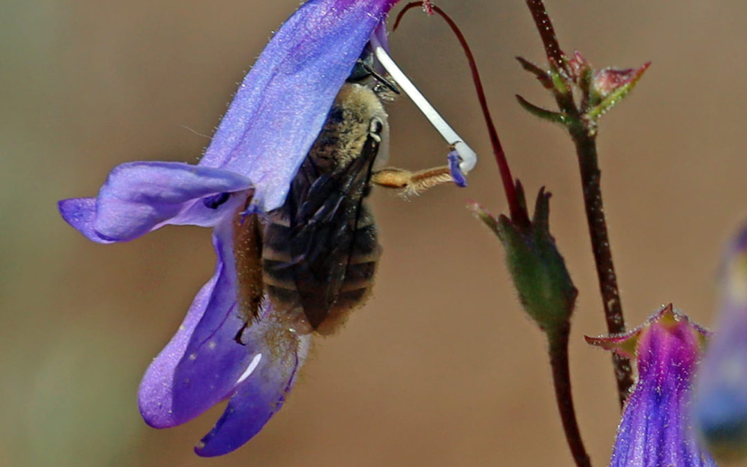 Ground Nesting Bees