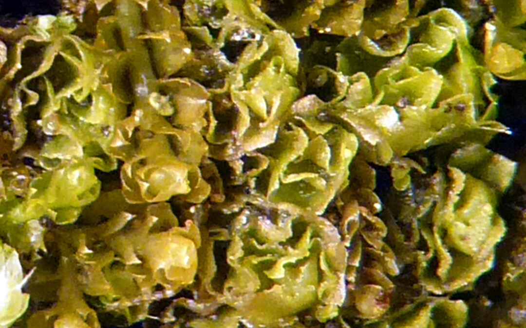 Lophozia incisa liverwort