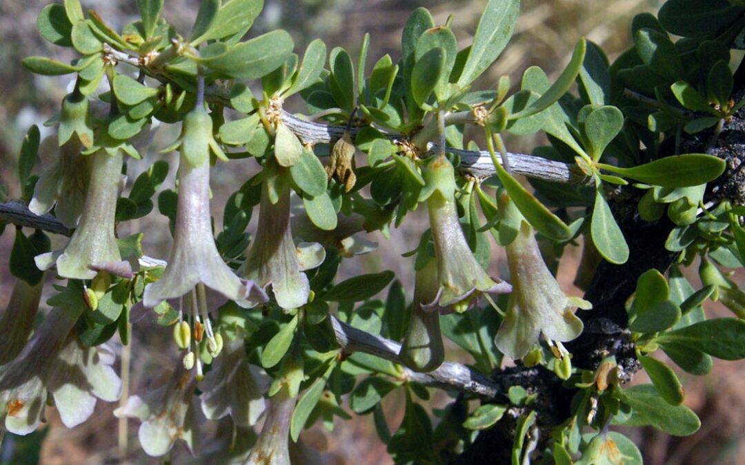 Pale Wolfberry (Lycium pallidum)