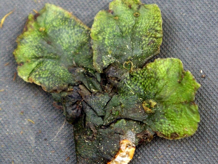 Umbrella Liverwort (Marchantia polymorpha)