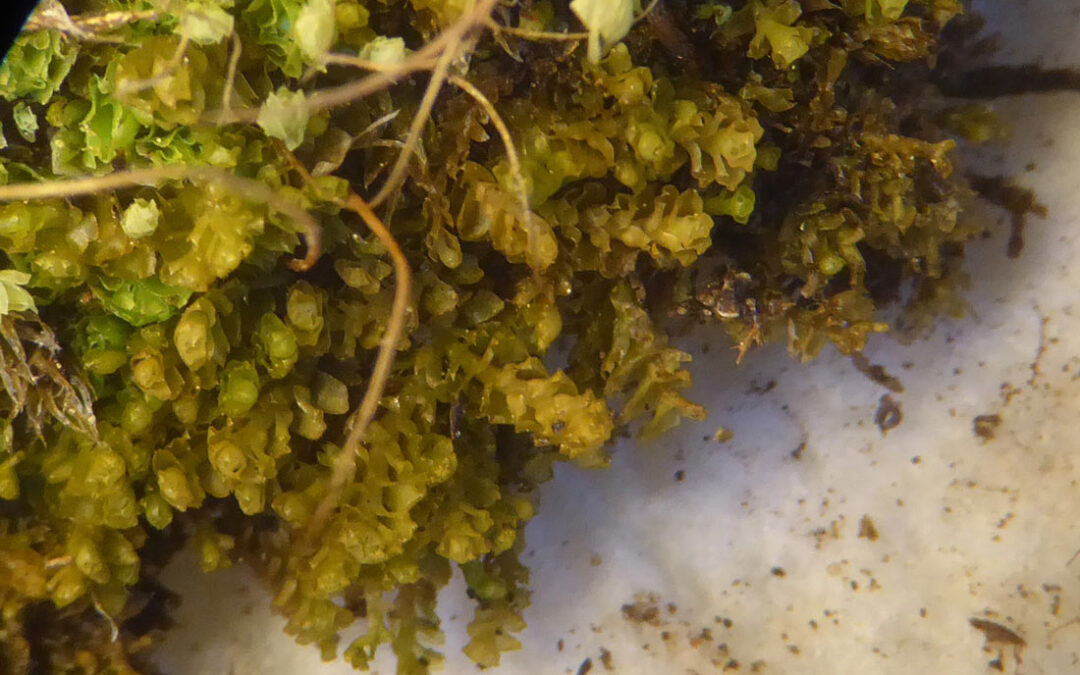 Marsupella sphacelata liverwort