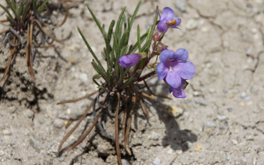 Penland’s Beardtongue (Penstemon penlandii)