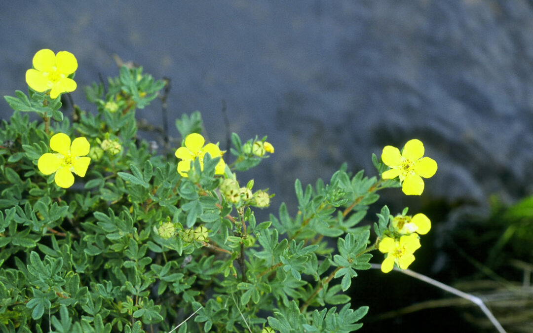 Shrubby Cinquefoil (Diasphora fruticosa)