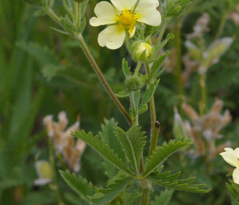 Sulphur Cinquefoil (Potentilla recta)