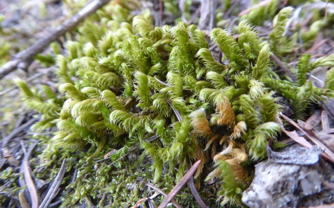 Golden Glade-moss (Rhytidium rugosum)