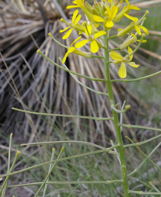 Tall Tumbleweed (Sisymbrium altissimum)