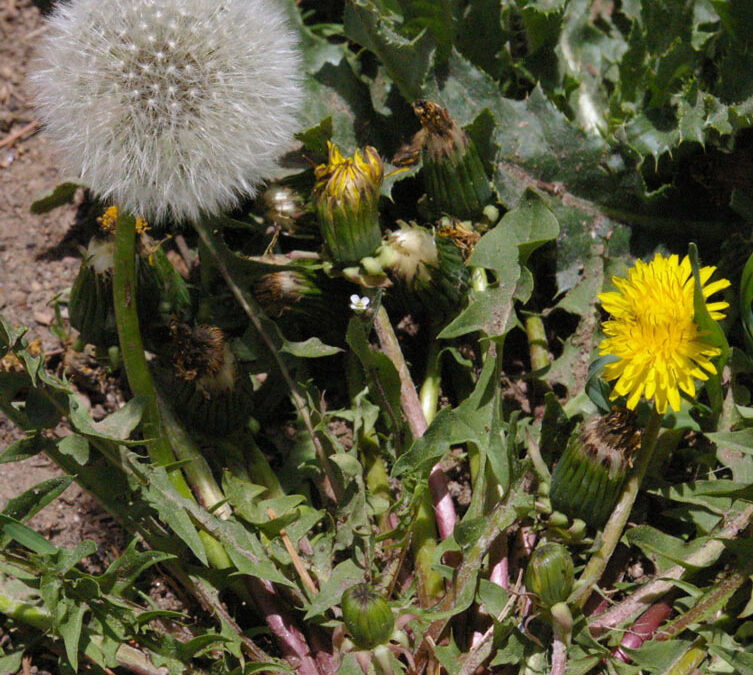 Dandelion (Taraxacum officinale)