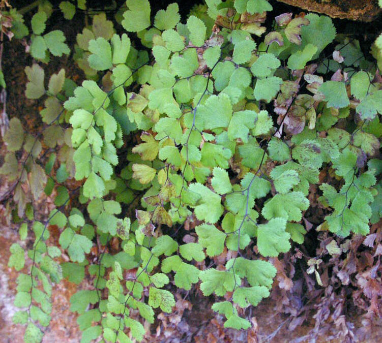 Common Southern Maidenhair Fern (Adiantum capillus veneris)