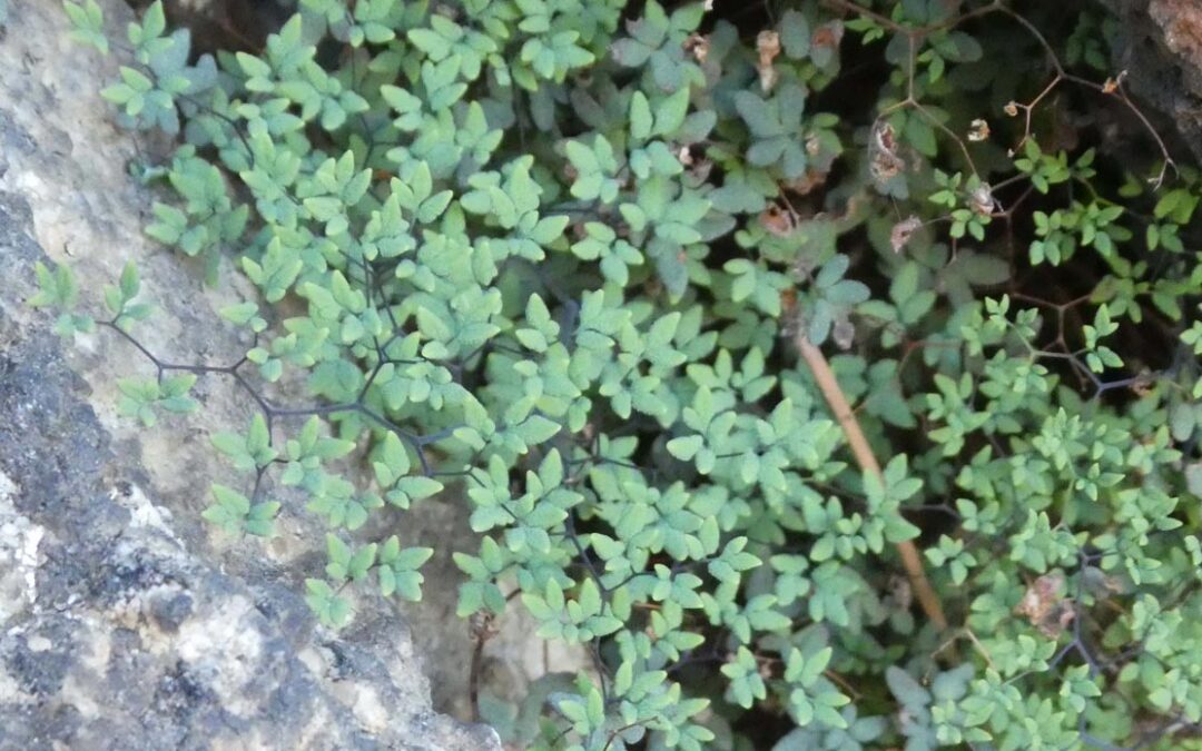 Fendler’s False Cloak Fern (Argyrochosma fendleri)