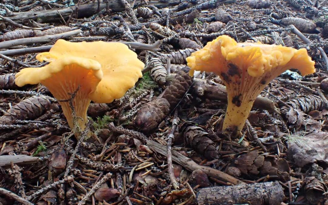 Chanterelle Mushroom (Cantharellus cibarius)