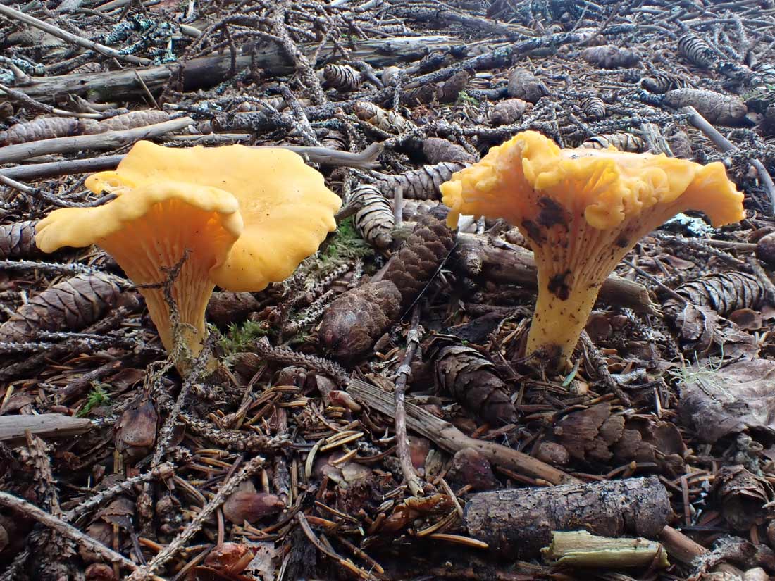 a photo of two orange chanterelle mushrooms