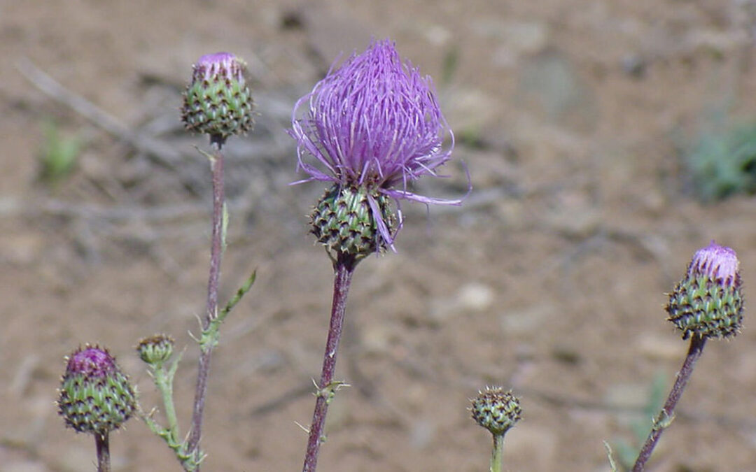 Adobe Hills Thistle (Cirsium perplexans)