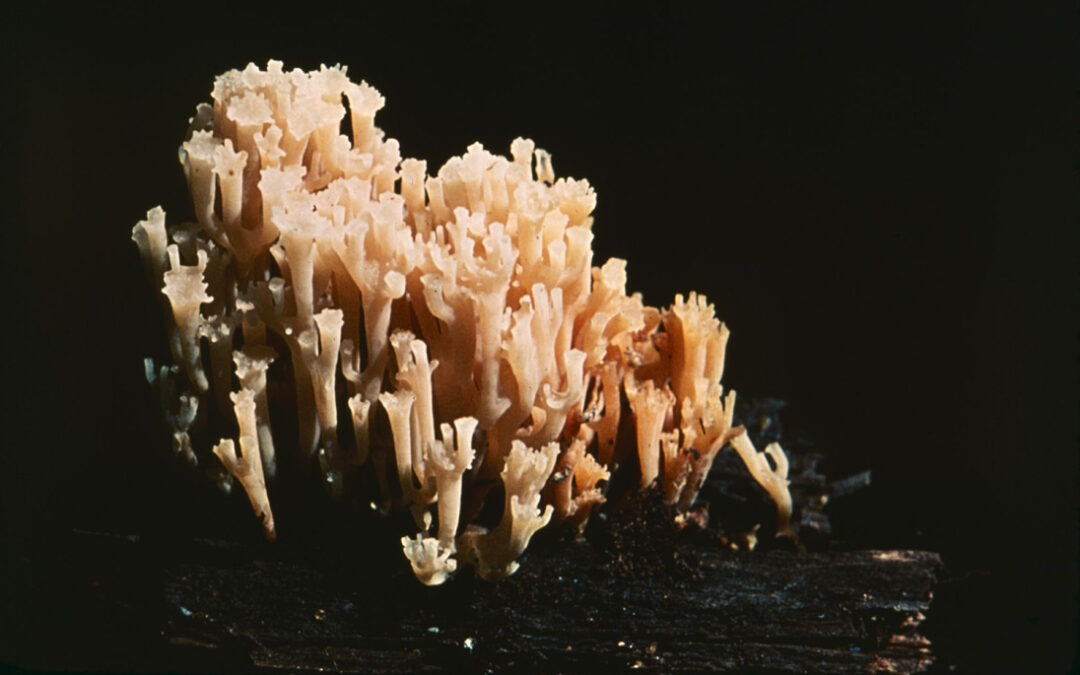 Crown Coral Mushroom (Clavicorona pyxidata)