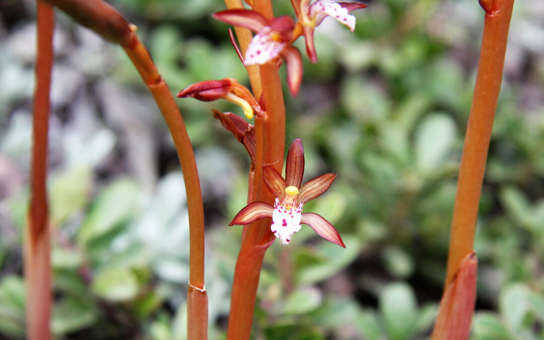 Spotted Coralroot (Corallorhiza maculata)