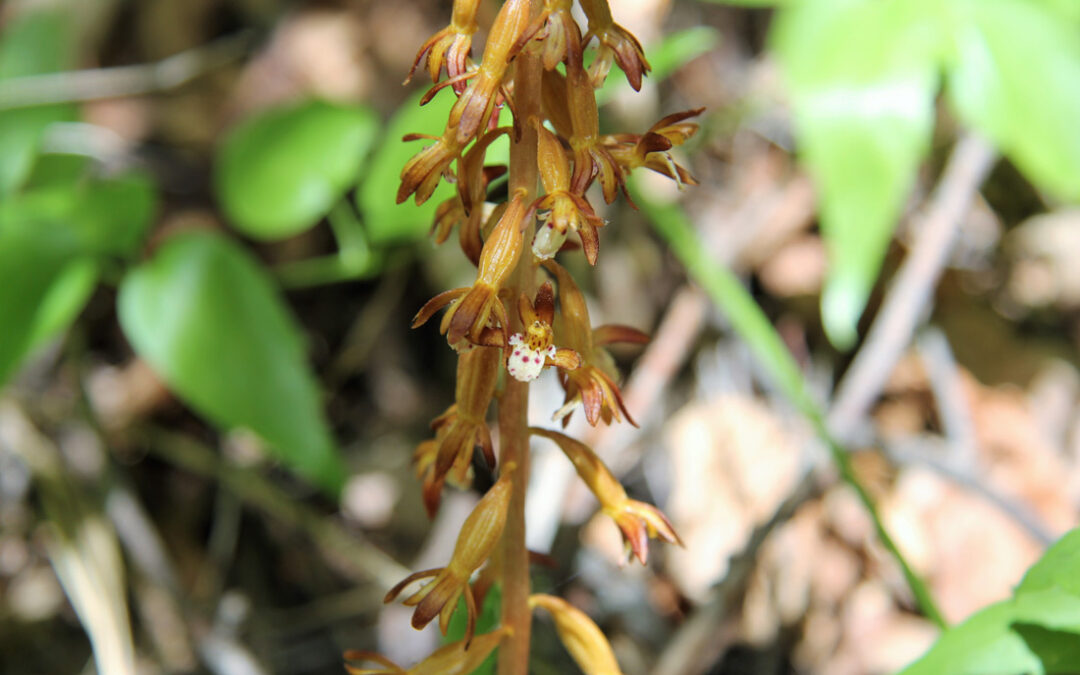 Spotted Coralroot (Corallorhiza maculata)