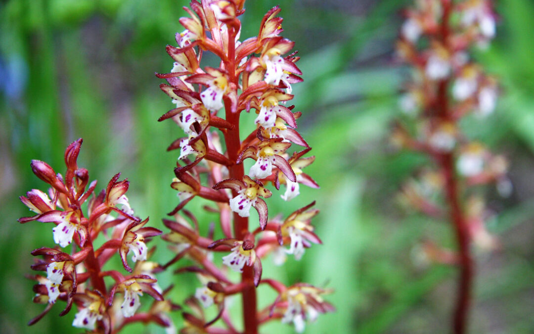 Spotted Coralroot (Corallorhiza maculata)