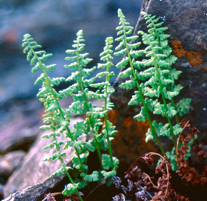 Brittle Bldder Fern (Cystopteris fragilis)