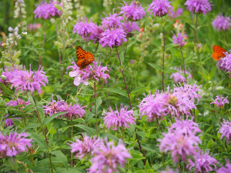 Field of Monarda fistula