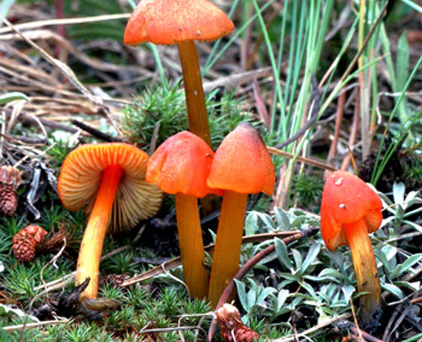 Conic Waxycap (Hygrocybe conica)