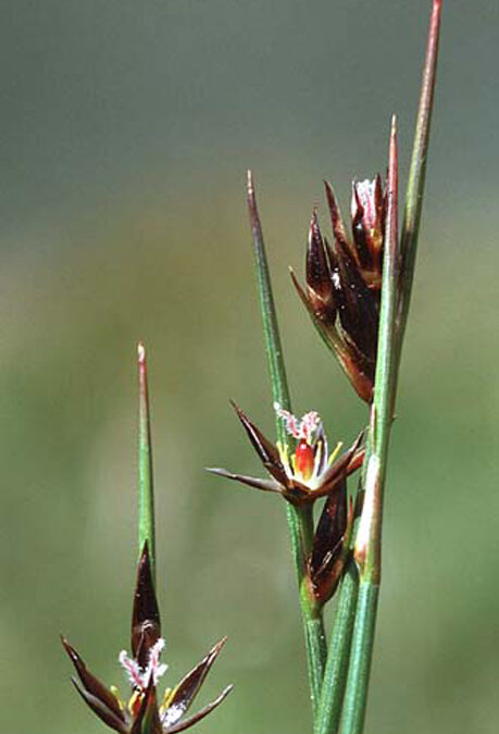 Drummond’s Rush (Juncus drummondii)