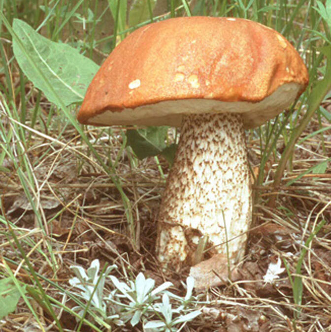 Aspen Scaberstalk Mushroom (Leccinum insigne)