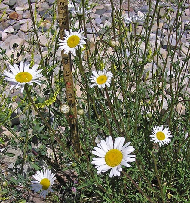 Oxeye Daisy (Leucanthemum vulgare)