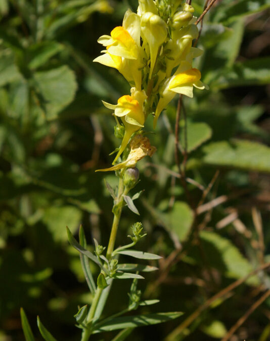 Butter and Eggs (Linaria vulgaris)