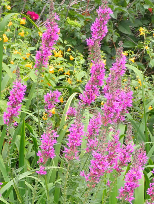 Purple Loosestrife (Lythrum salicaria)