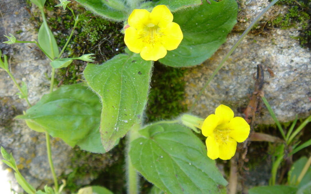 Musk Flower (Erythranthe moschata)