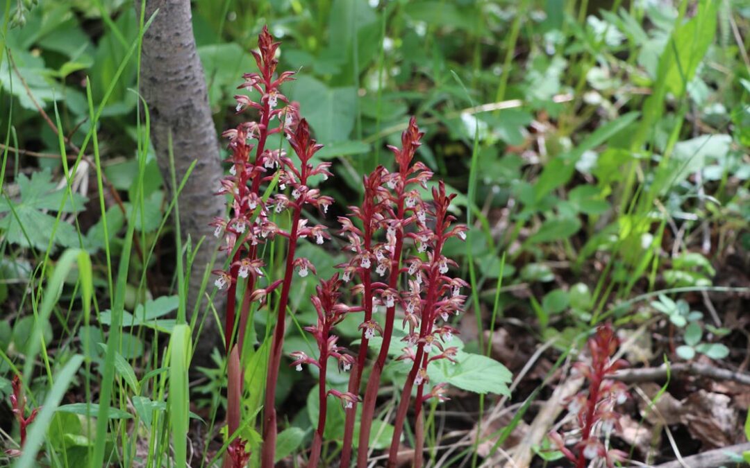 Corallorhiza maculata-Rainbow-Lks0007