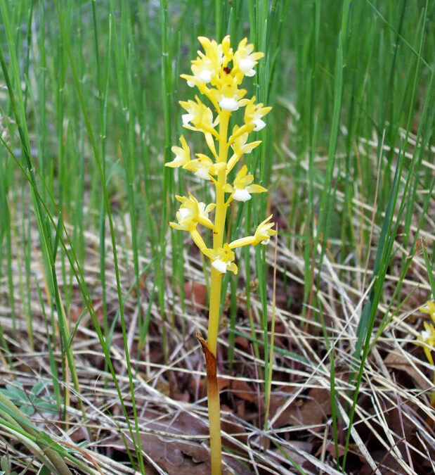 Corallorhiza maculata forma immaculata