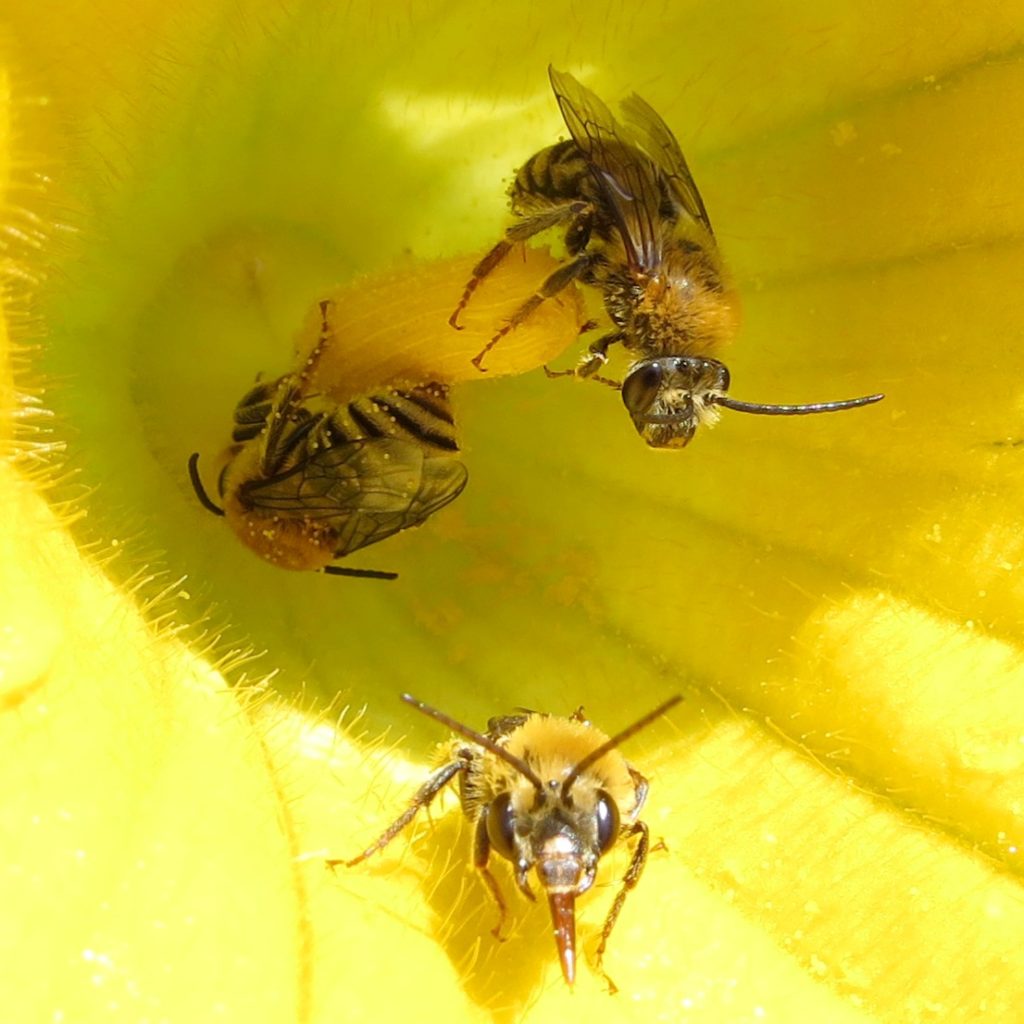 squash bees inside flower