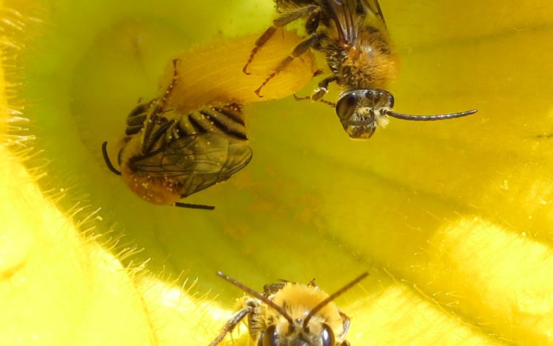 squash bees inside flower