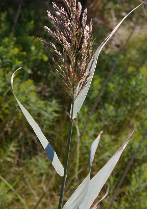 Common Reed (Phragmite australis)