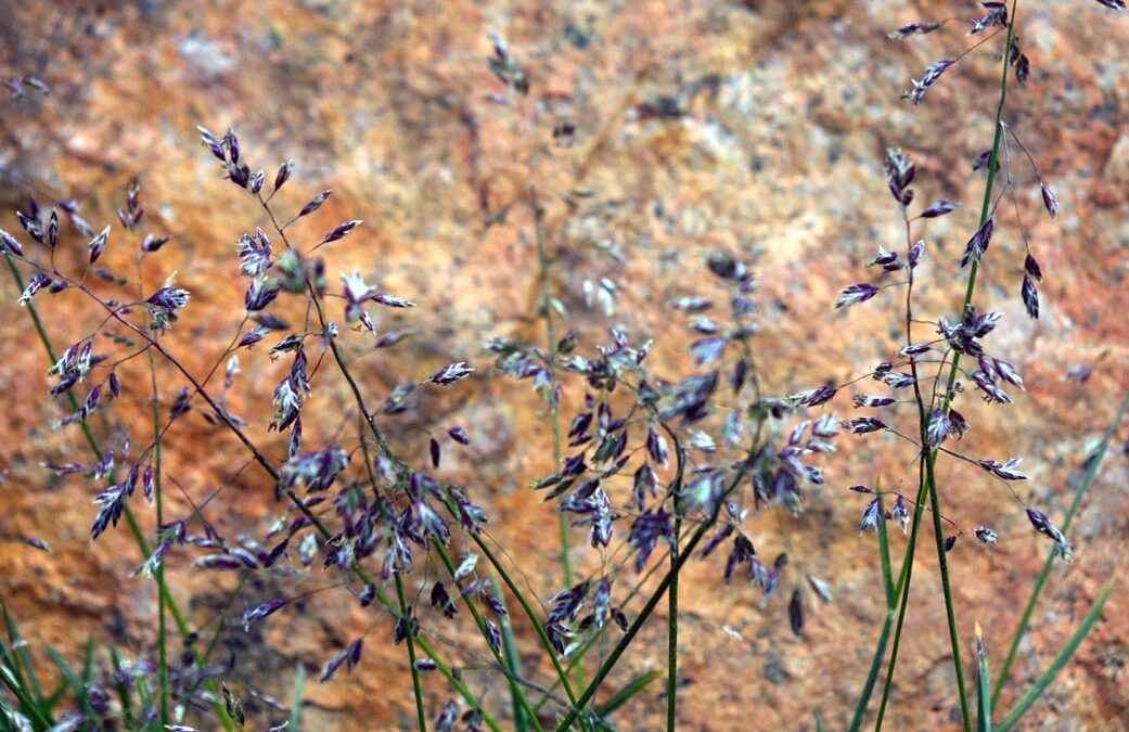 Arctic Bluegrass (Poa arctica)