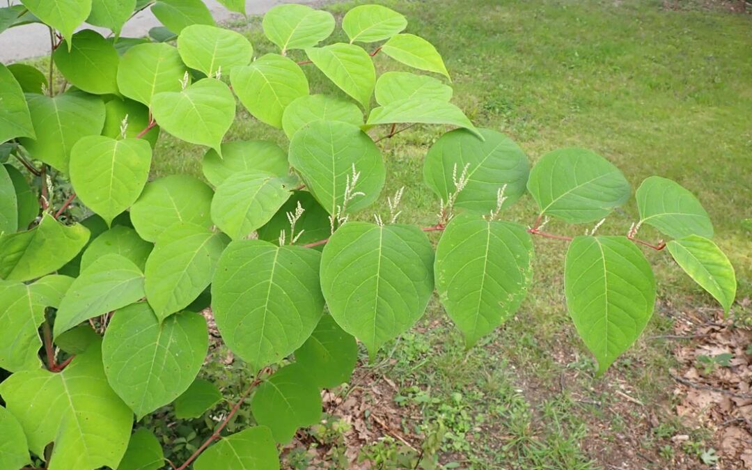 Japanese Knotweed (Polygonum cuspidatum)