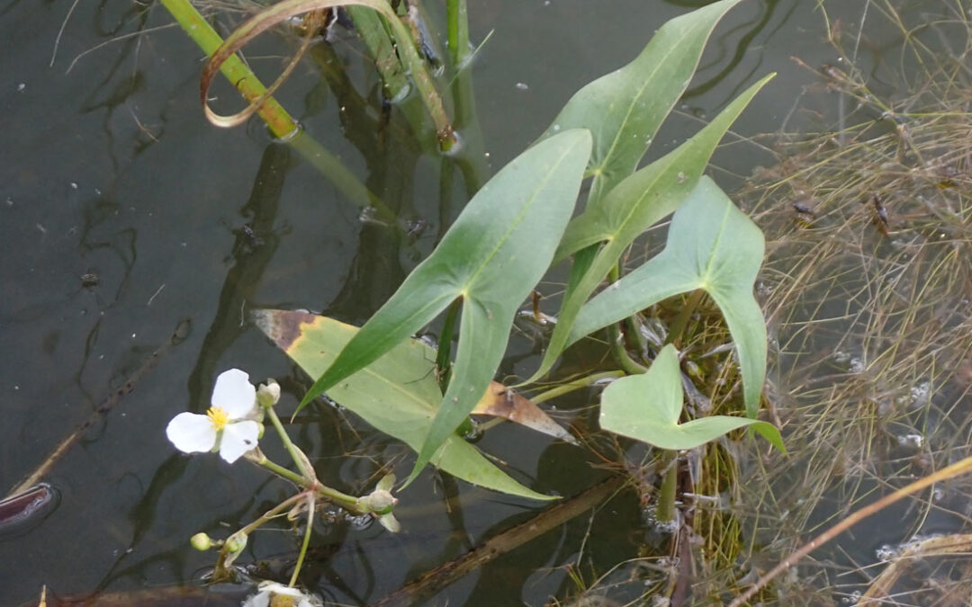 Wapato (Sagittaria cuneata)