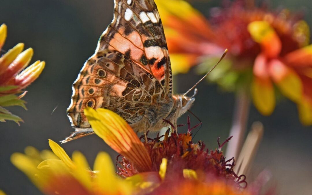 painted lady. butterfly