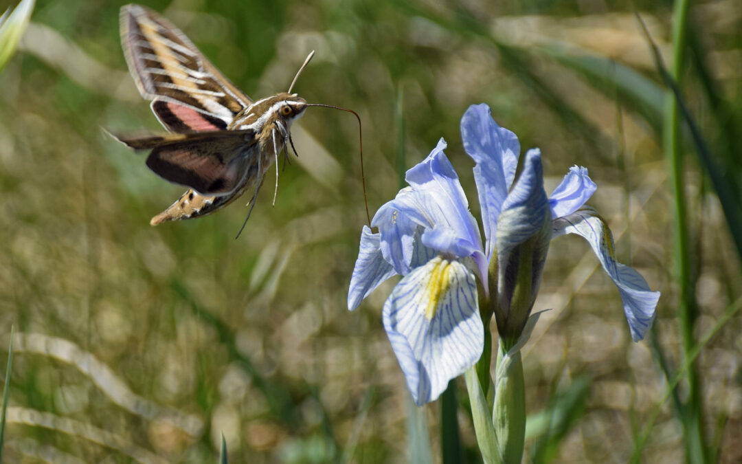 white-lined sphinx moth