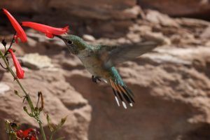 hummingbird on red penstemon