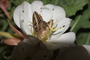 moth on evening primrose