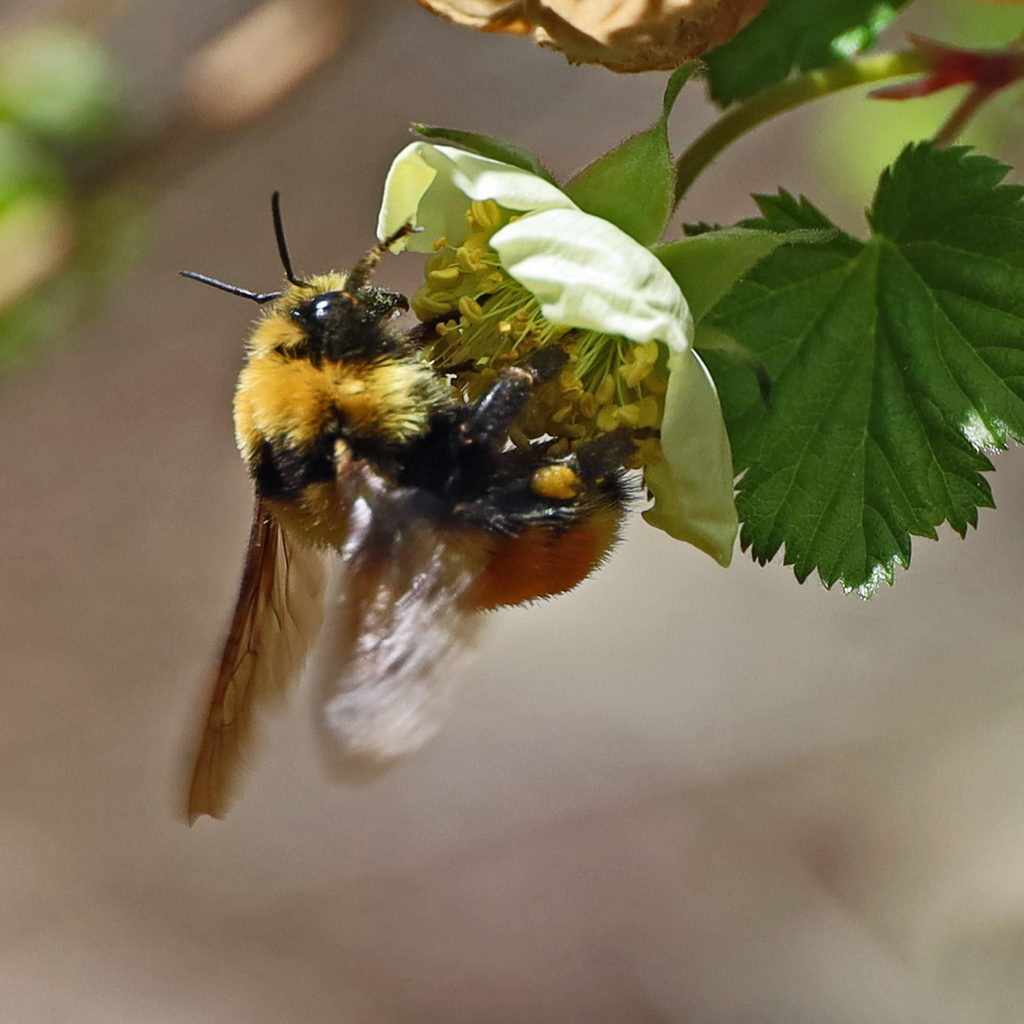Native bumble bee