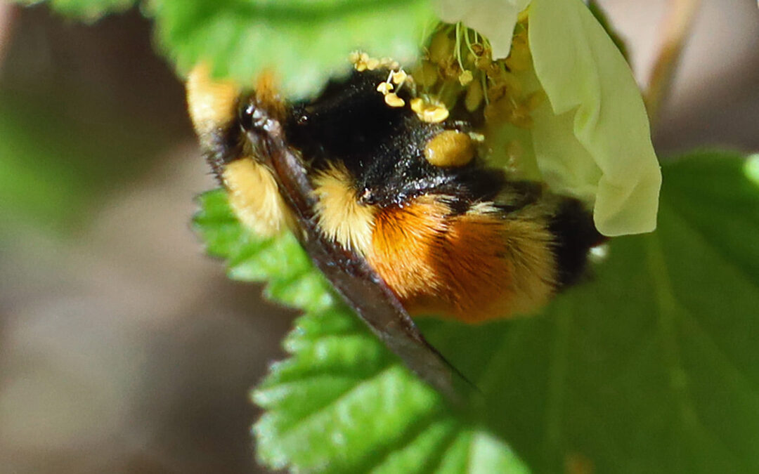 Native bumble bee gathers pollen