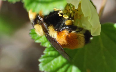 Bumble Bees Pollinating Boulder Raspberry