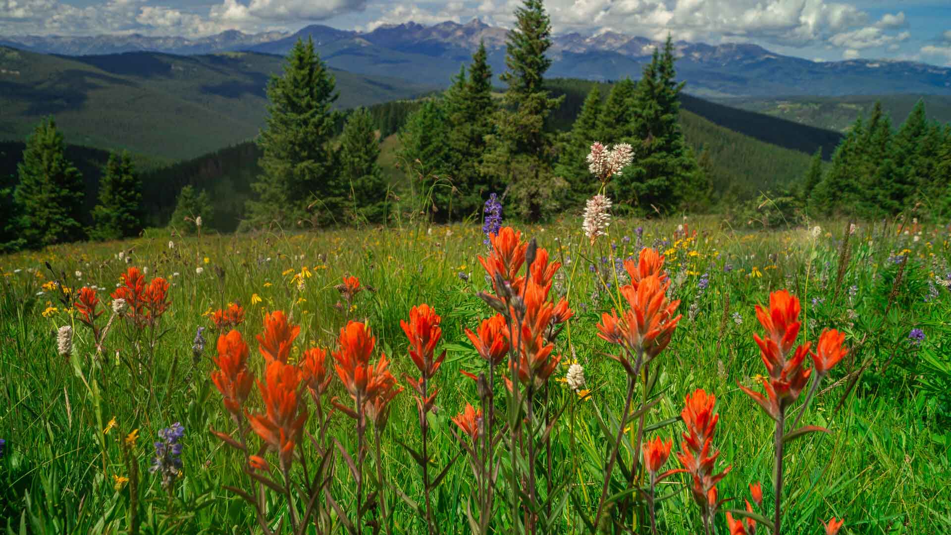landscape photo of scarlet paintbrush flowers on Shrine Ridge Trail